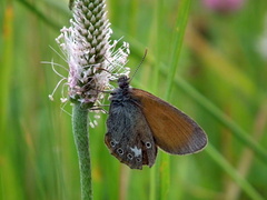 Motýlik