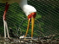 ZOO