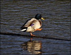 water dance