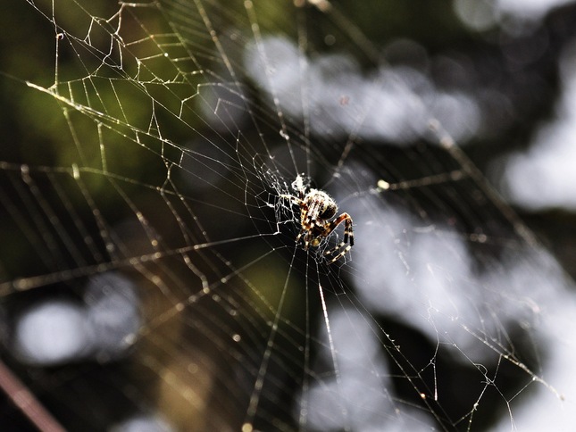 pavúk na sieti