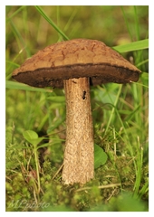 Bežím sa rýchlo skryt..