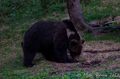 Medveď Hnedý (Ursus Arctos)
