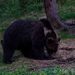 Medveď Hnedý (Ursus Arctos)