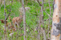 Rys Ostrovid (Felis Lynx)