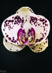 Orchidea