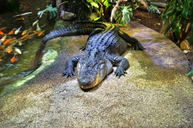 Krokodíl