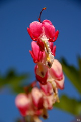 Dicentra
