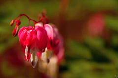 Dicentra