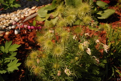 Pulsatilla slavica