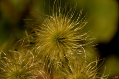 Pulsatilla slavica