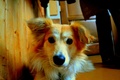 KIKA 2