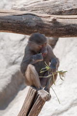 ZOO