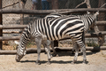 ZOO