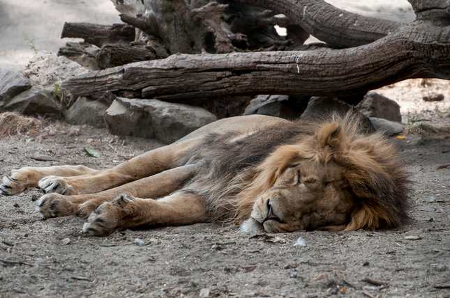 ZOO