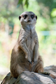 ZOO