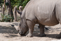 ZOO