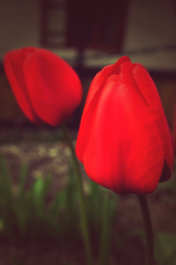 fanfán tulipán