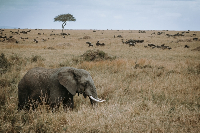 Obed v Masai Mara