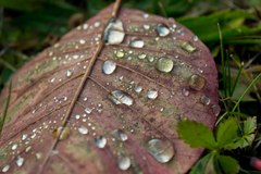 Jesenne ranne osviezenie