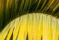 Palmovy list
