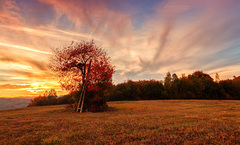 Two-colored tree