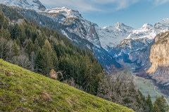 Kozorožec alpský II