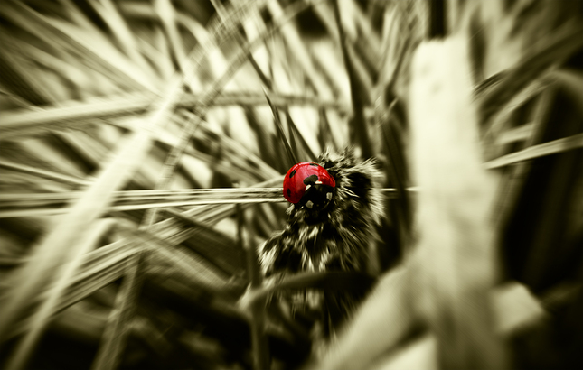 Ladybug in the bushes