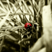 Ladybug in the bushes
