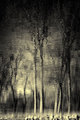 Mysterious forest