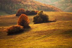 Autumn colors