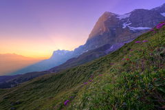 Scheidegg summer sunrise