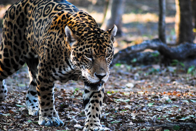 leopard leo