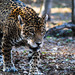 leopard leo