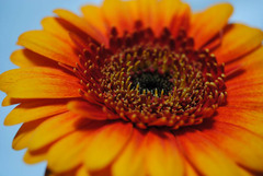 gerbera