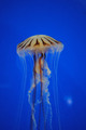 meduza