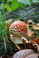 nebezpecna kraska