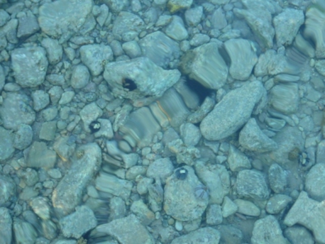 ježkovia pod vodou :)