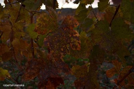 Jeseň vo vinohradoch