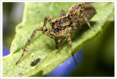 Spider return :)