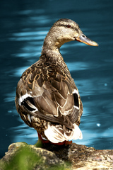 Kacka