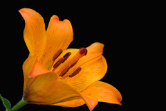 Just Flower