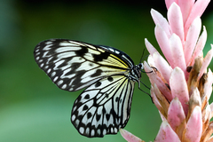 Motyl velky:)