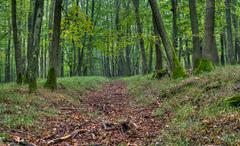 Cesta z lesa