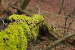 Mach je vždy na severe