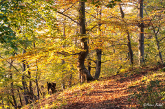 Cestou v jesenných lúčoch 2