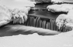 Prvý tohtoročný......