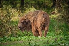 Bison bonasus
