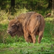 Bison bonasus