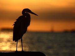 Západovka s volavkou