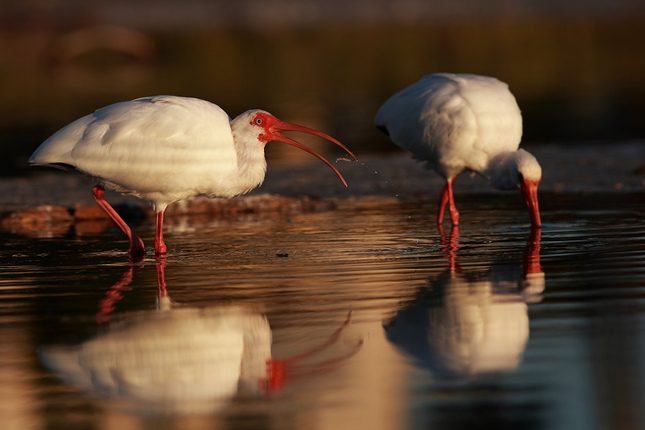 Ibis bílý